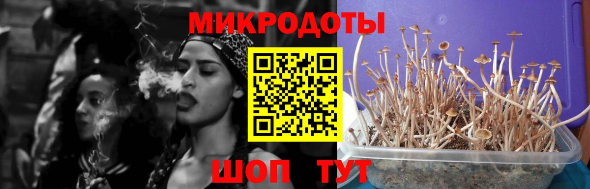 Псилоцибиновые грибы мицелий Конаково